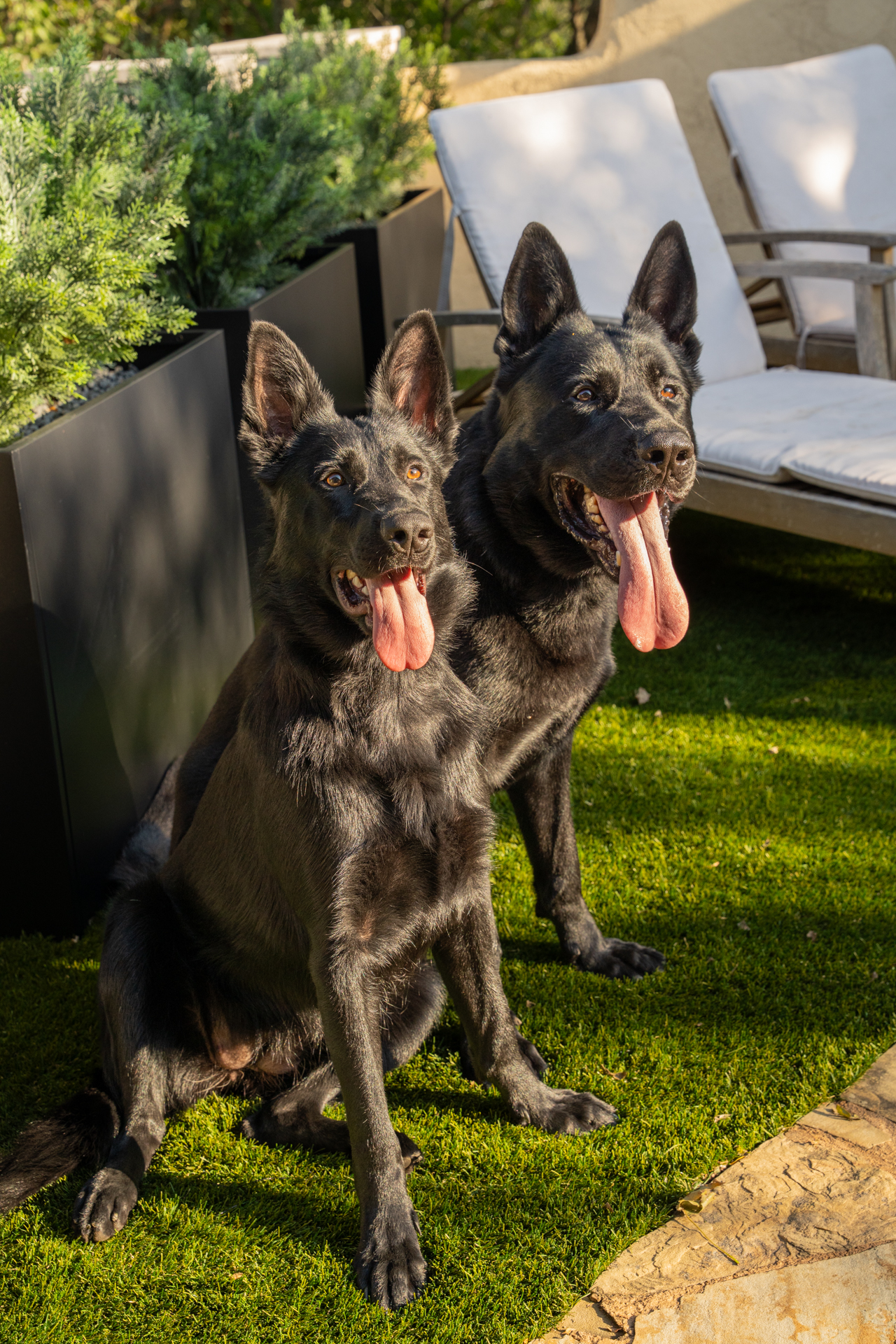 Best Dogs For Protection