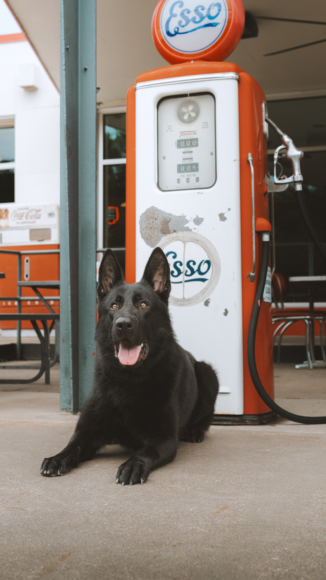 Best Dogs For Protection