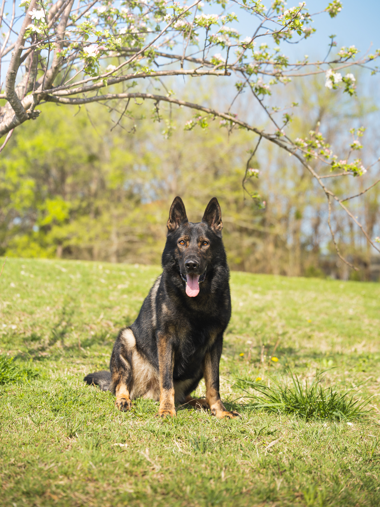 Best Dogs For Protection
