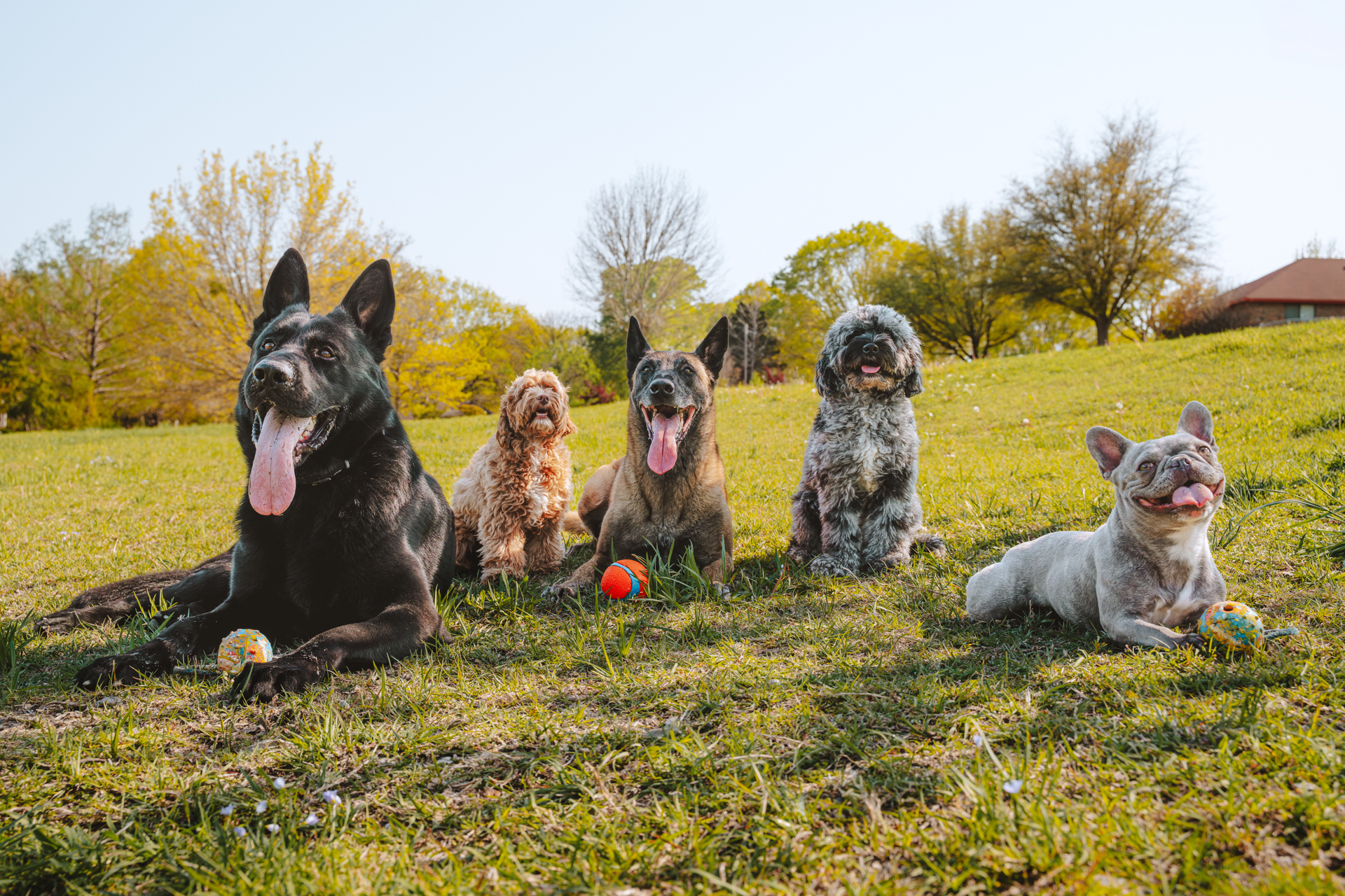 Best Dogs For Protection