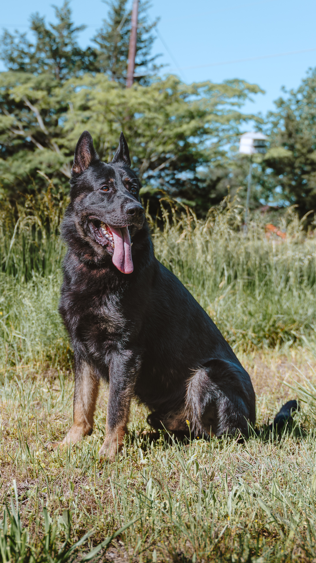 Best Dogs For Protection