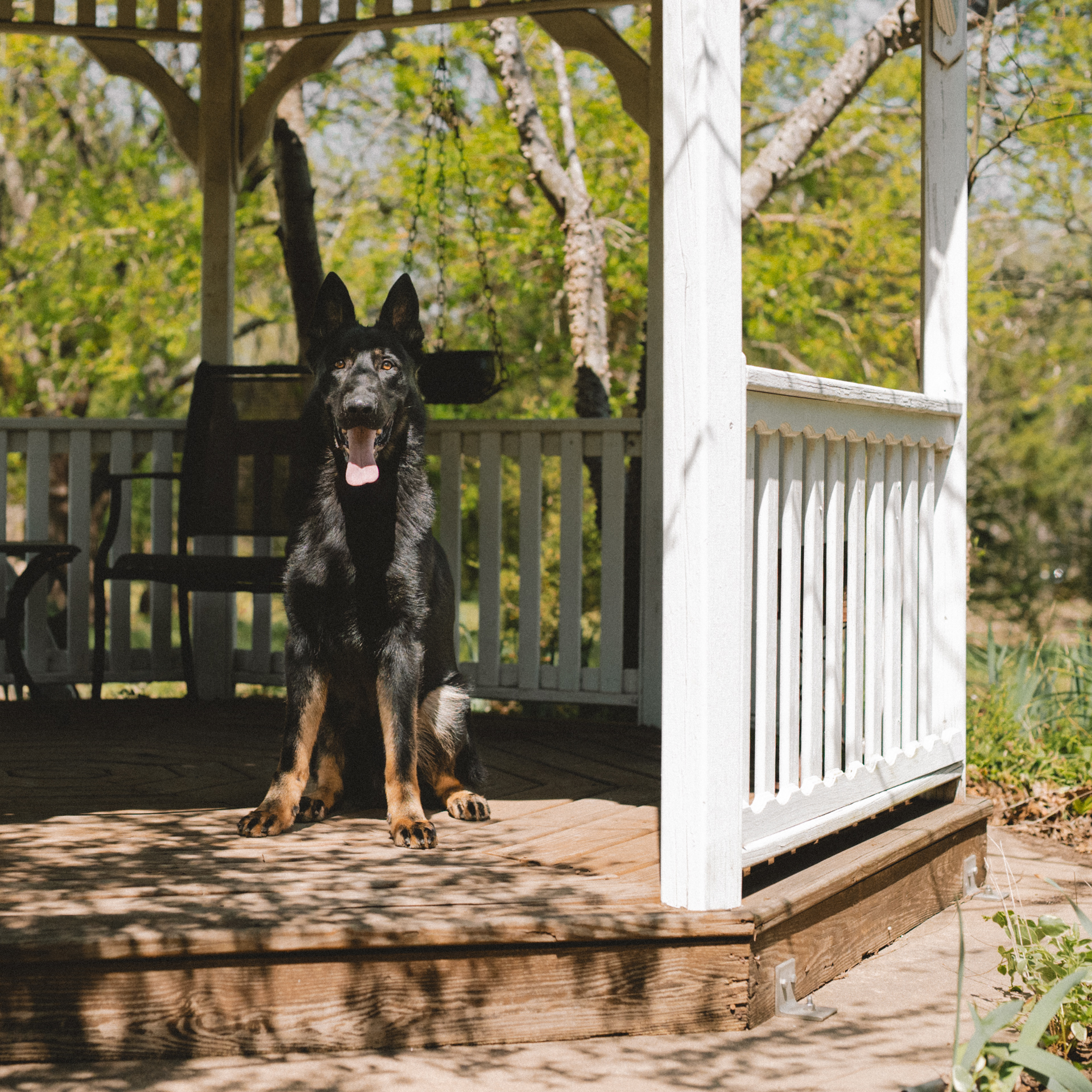 Best Dogs For Protection