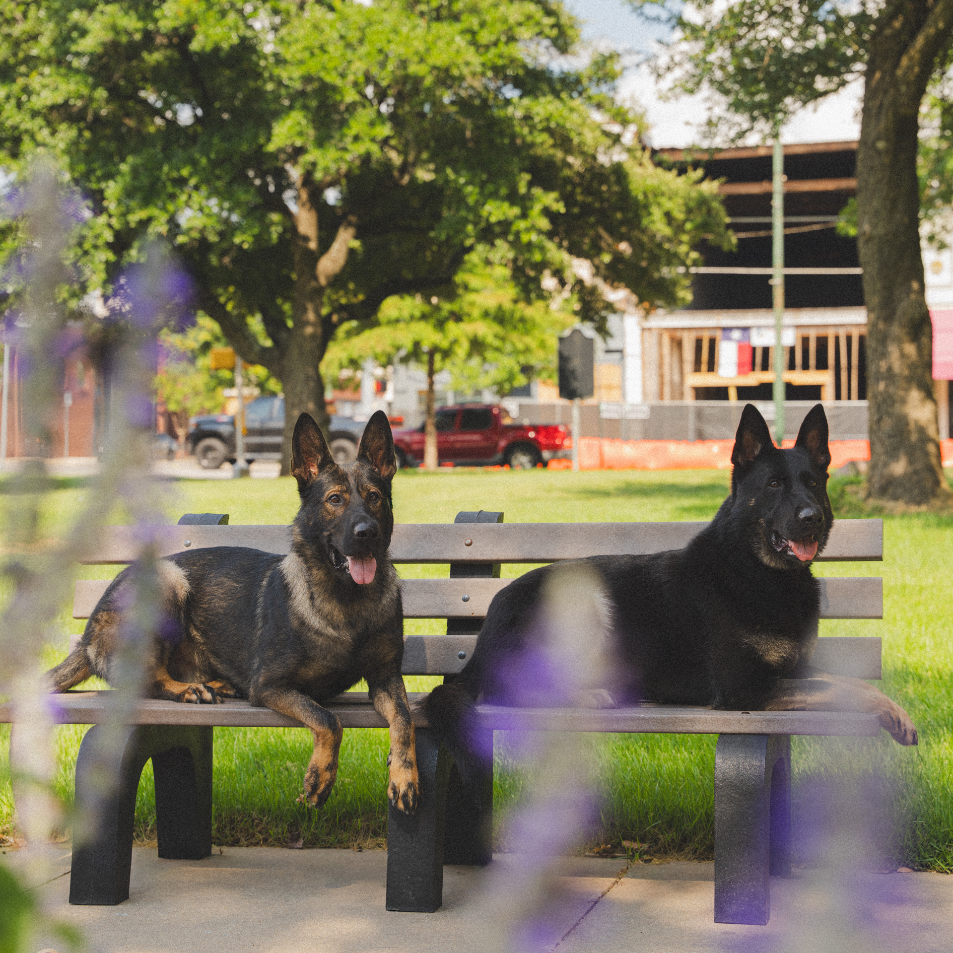 Best Dogs For Protection