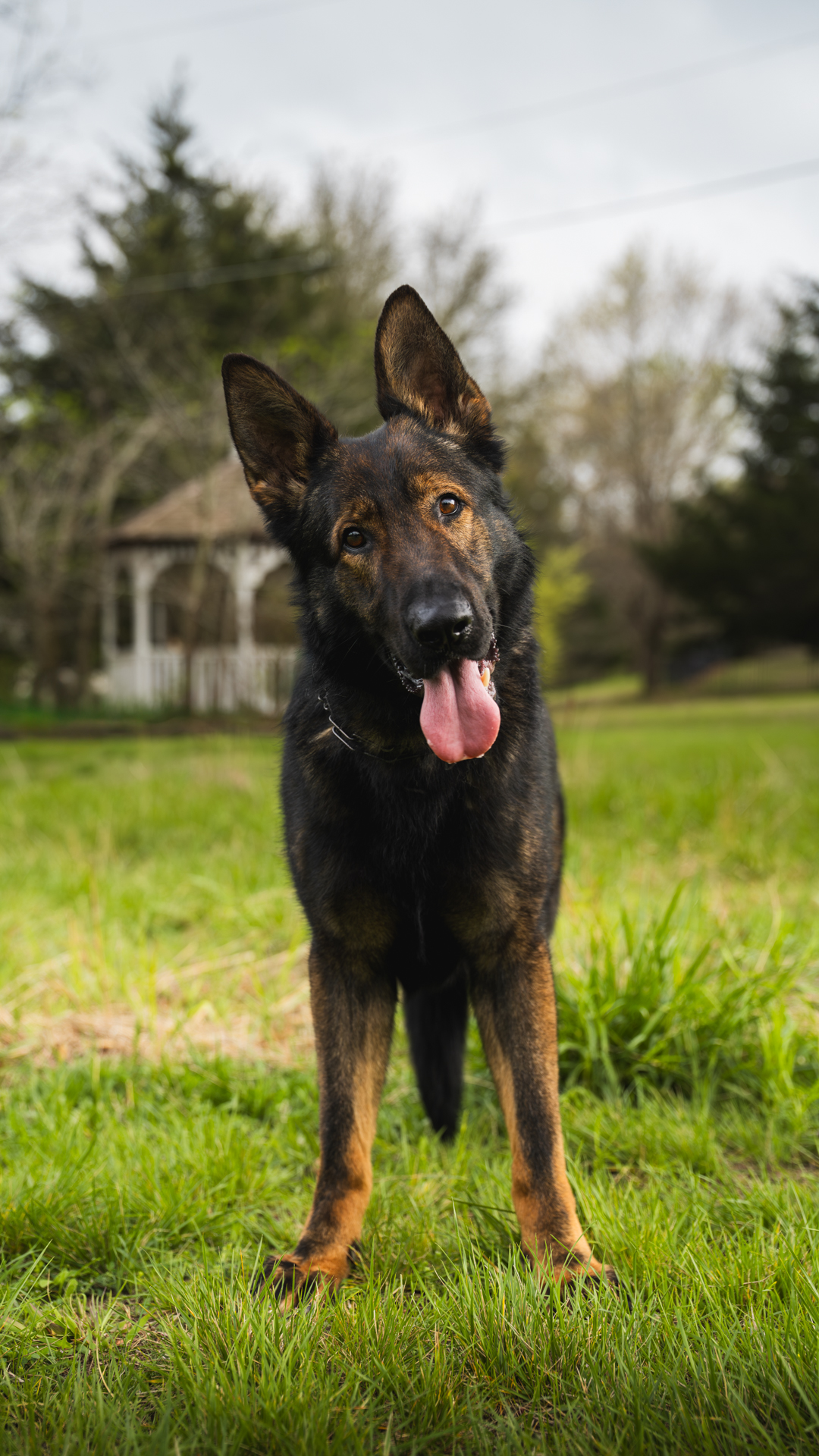 Best Dogs For Protection