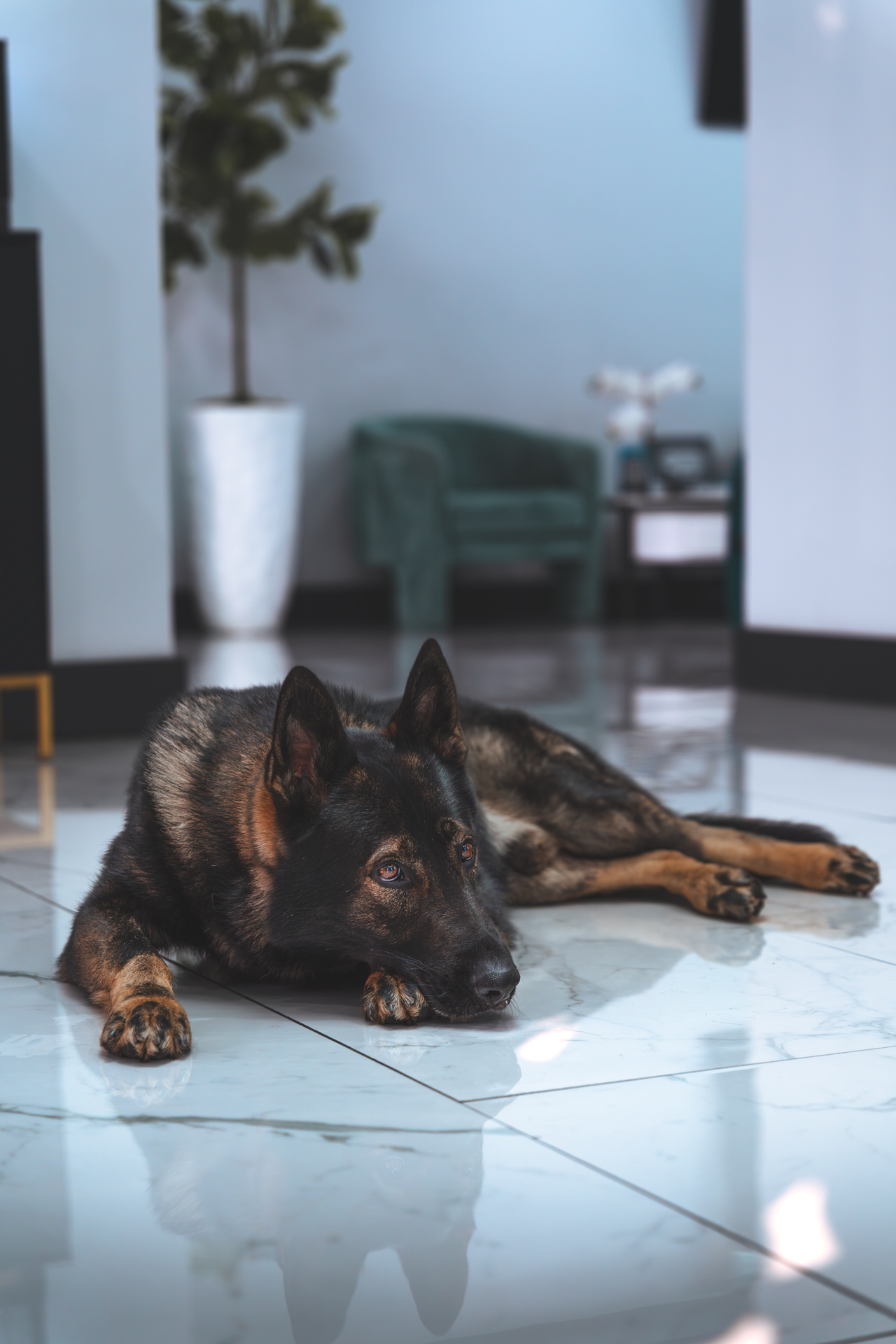 Best Dogs For Protection