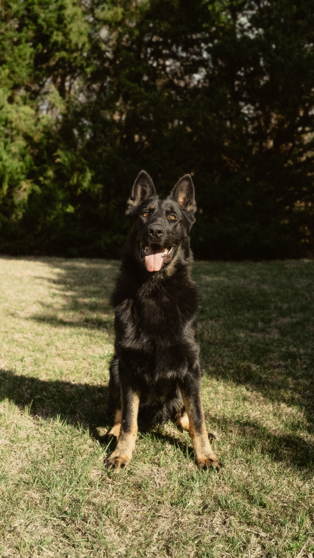 Best Dogs For Protection