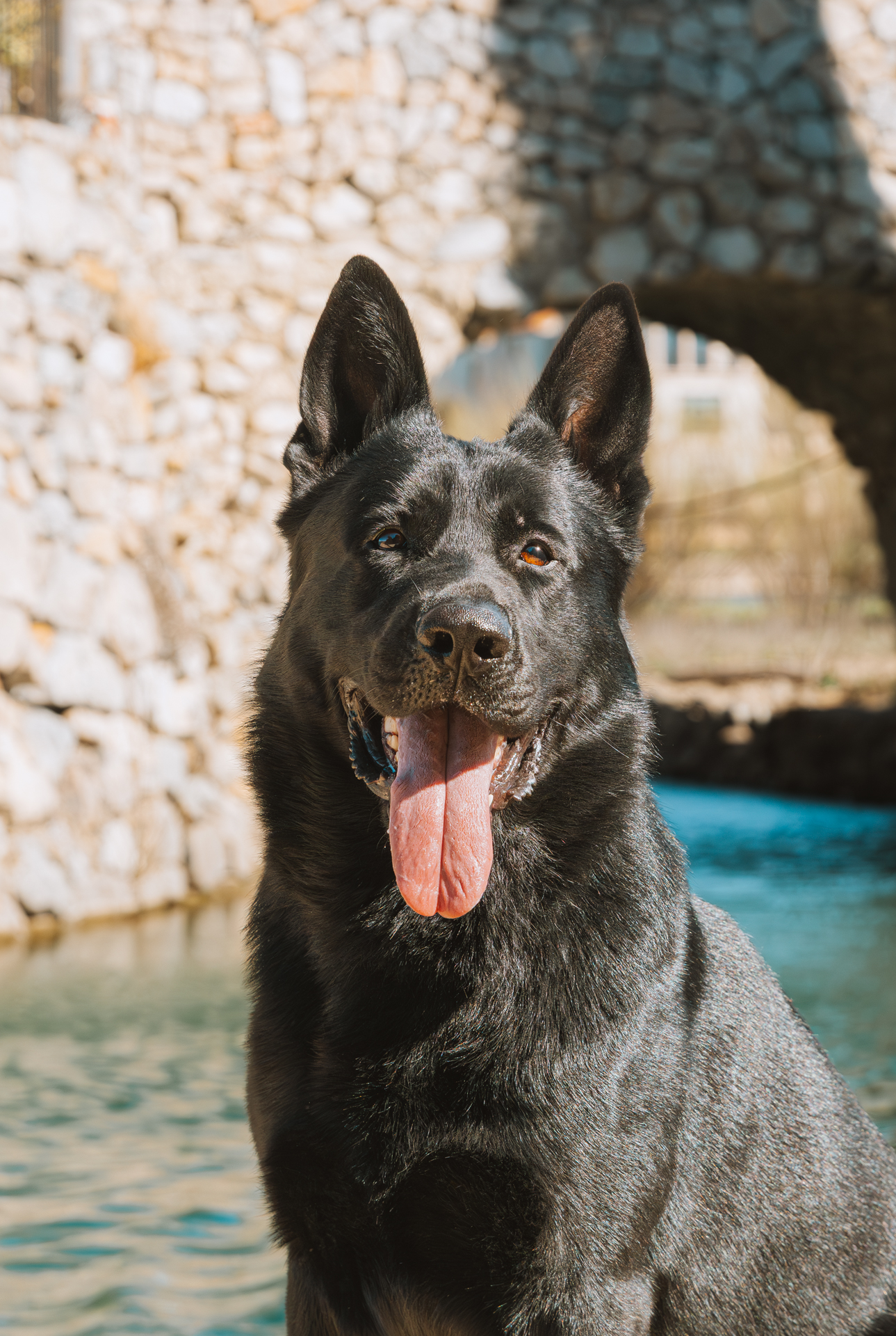 Best Dogs For Protection