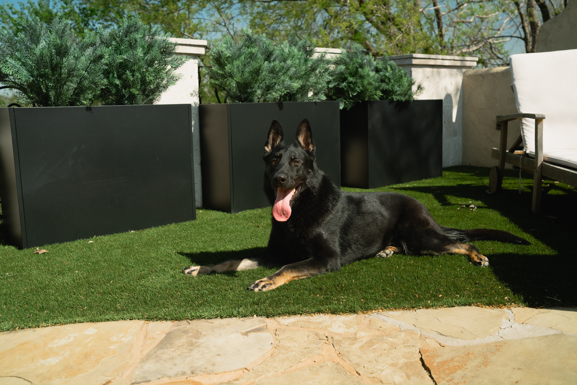 Best Dogs For Protection