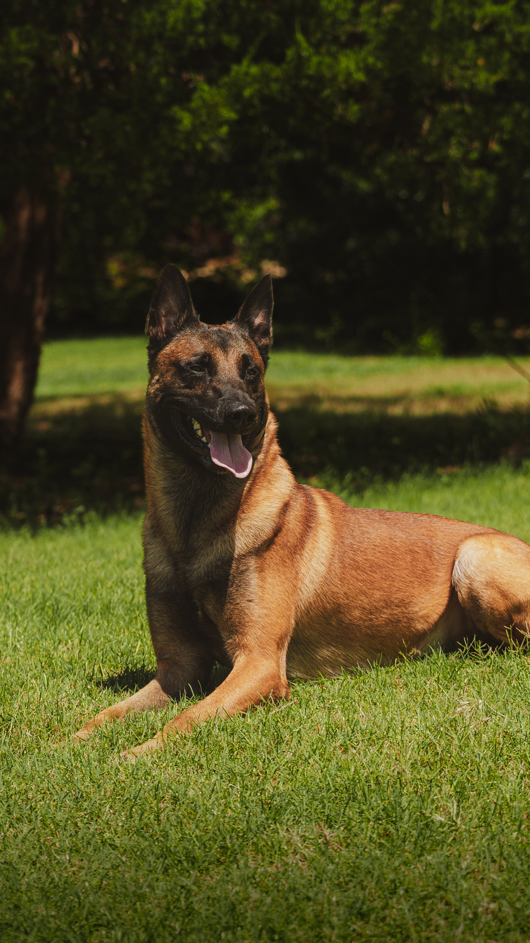 Best Dogs For Protection