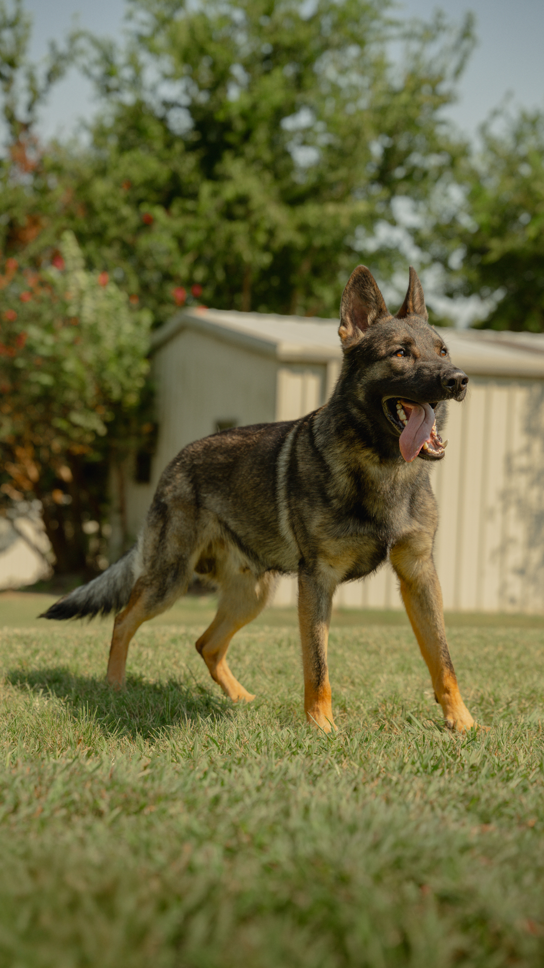 Best Dogs For Protection