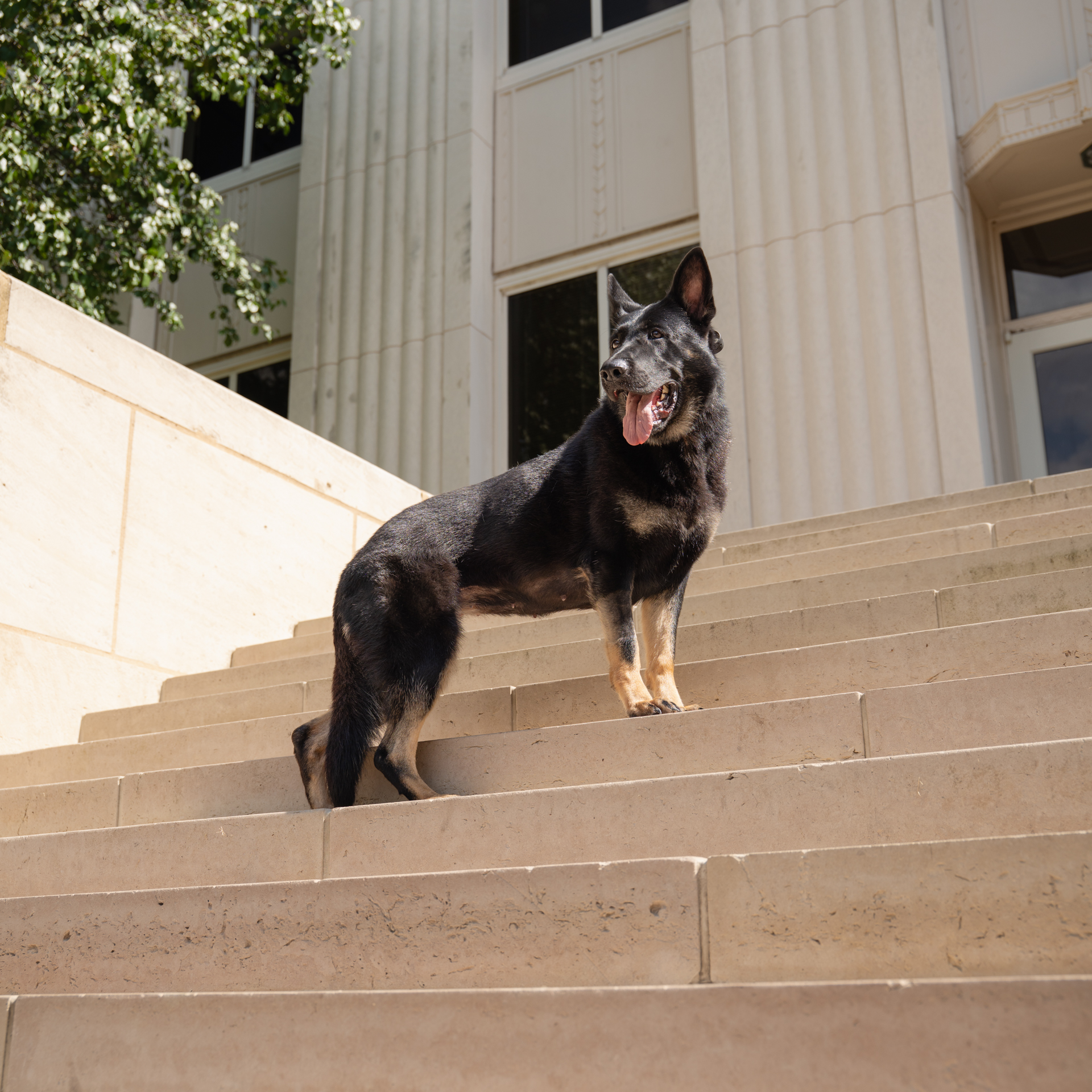 Best Dogs For Protection