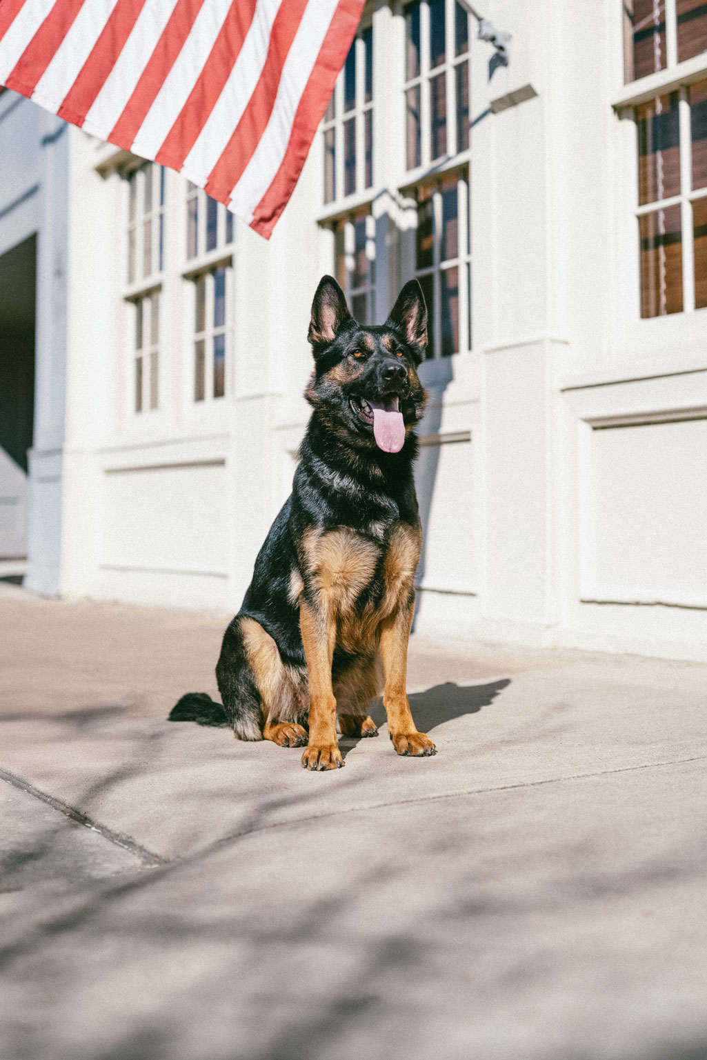 Best Dogs For Protection