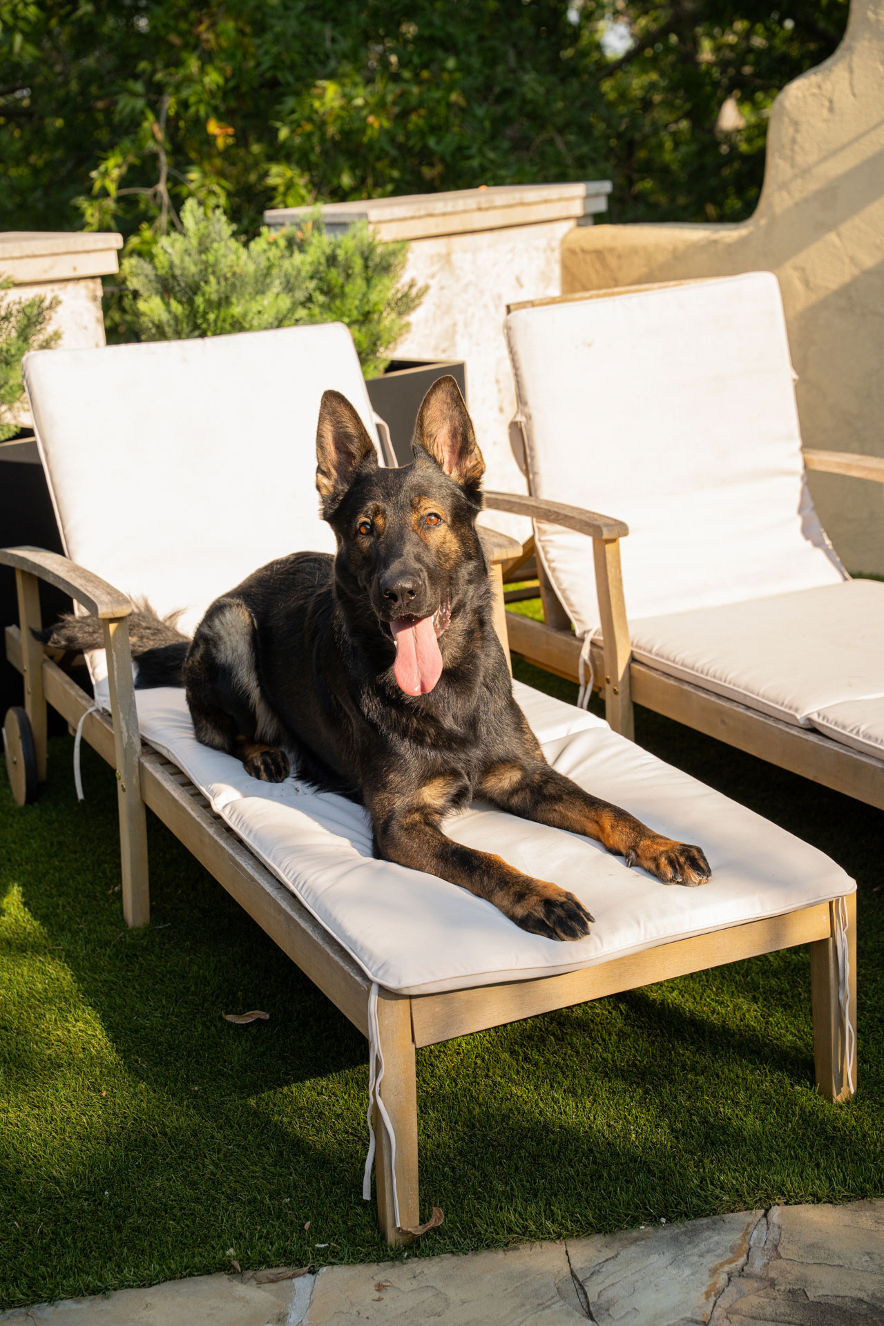 Best Dogs For Protection