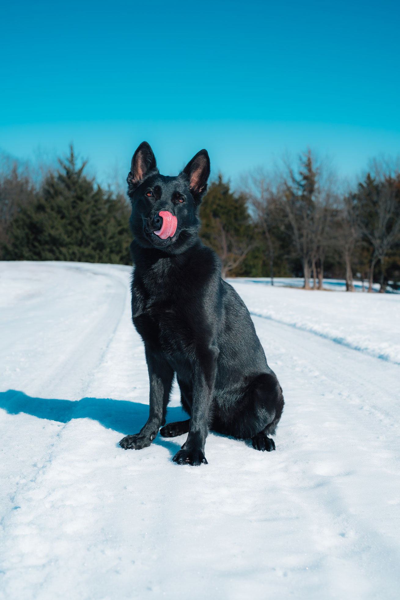 Best Dogs For Protection