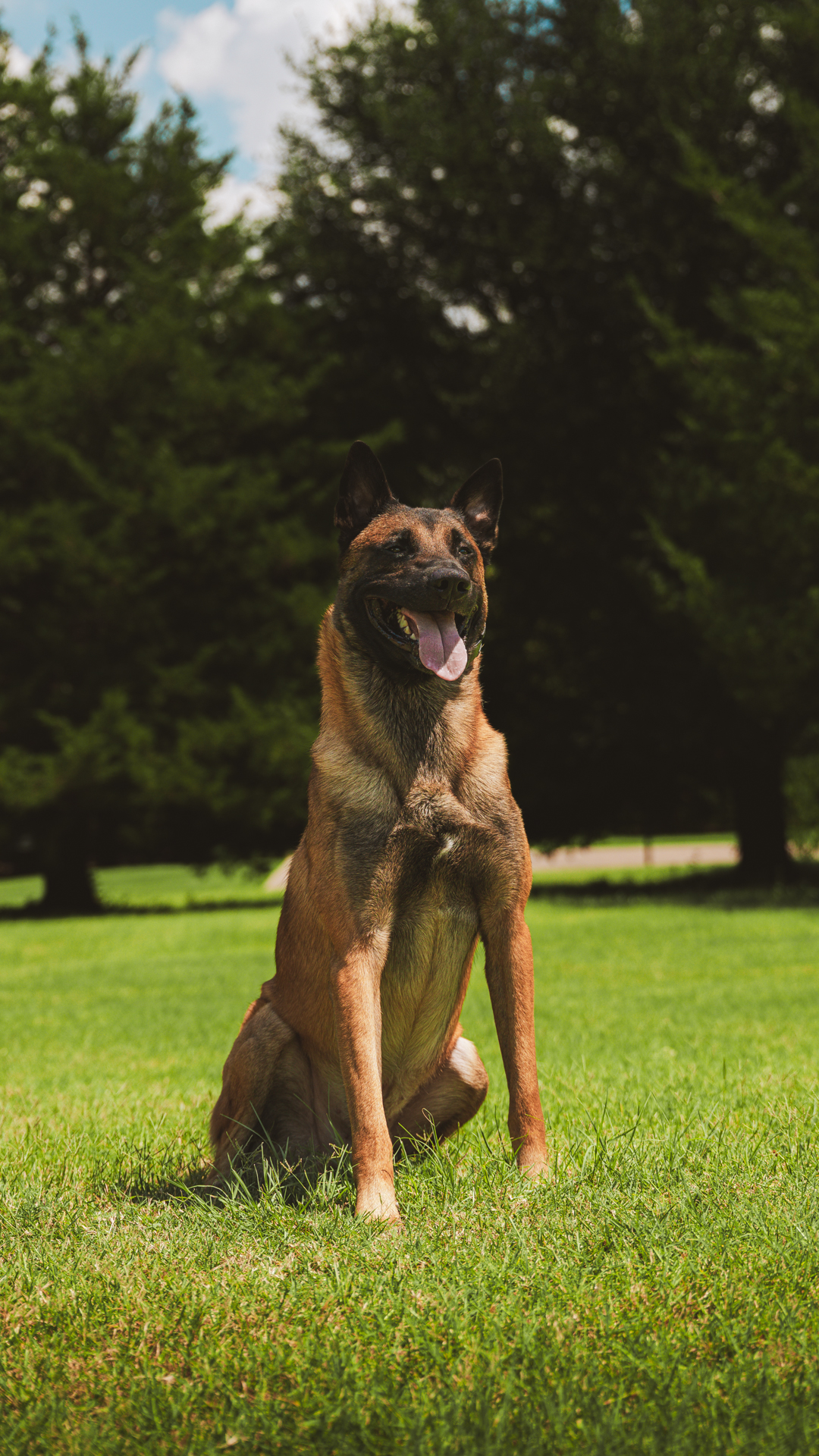 Best Dogs For Protection