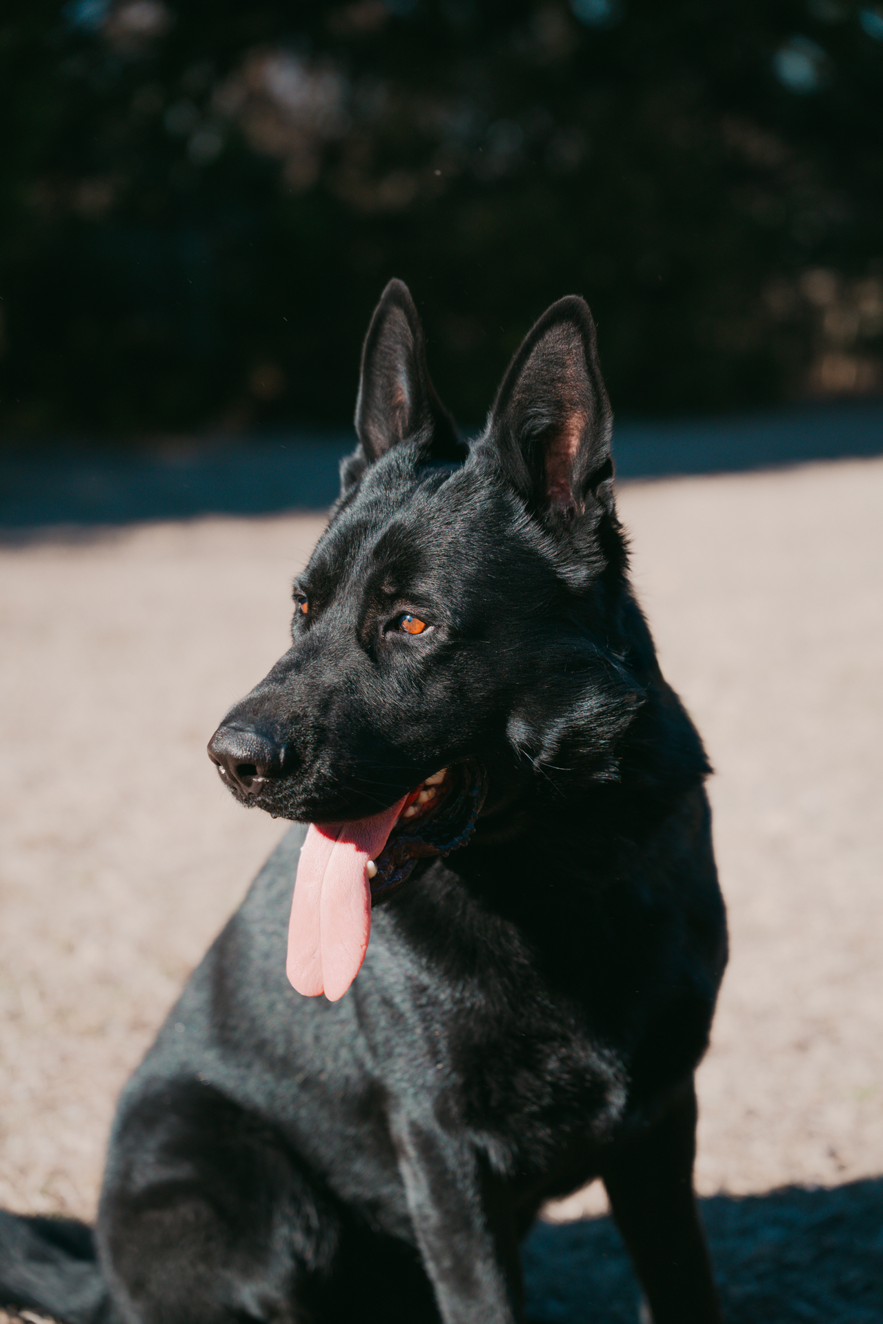 Best Dogs For Protection