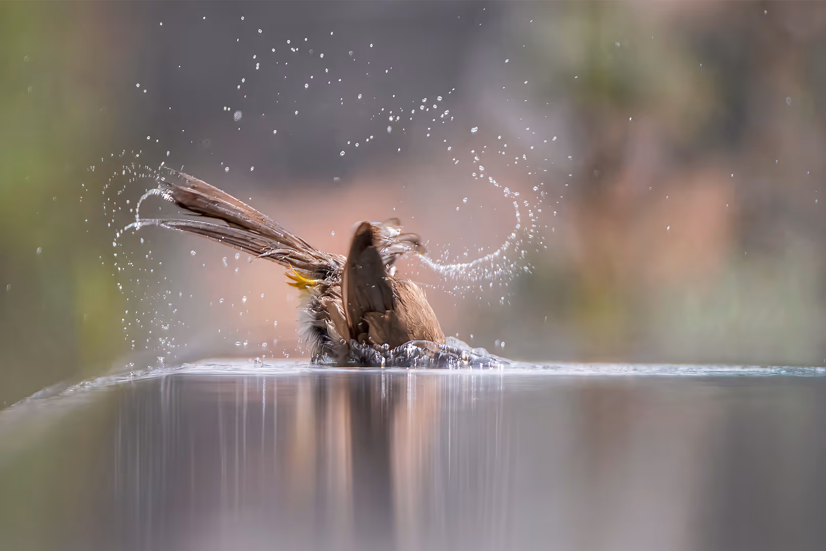 בולבול טובל ראש בבריכה