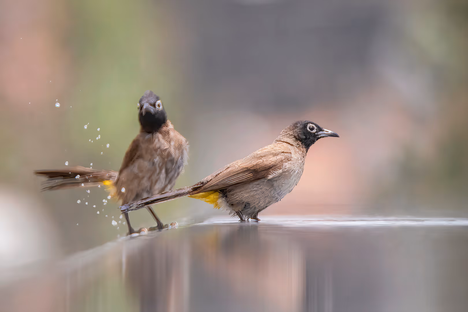 בולבול מבולבל