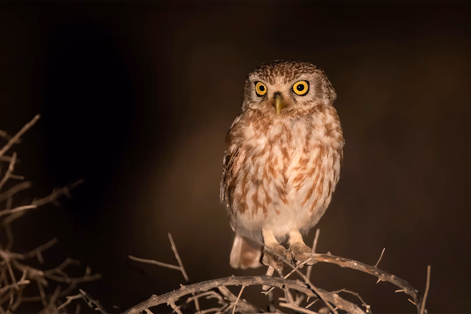 כוס חורבות בלילה במדבר