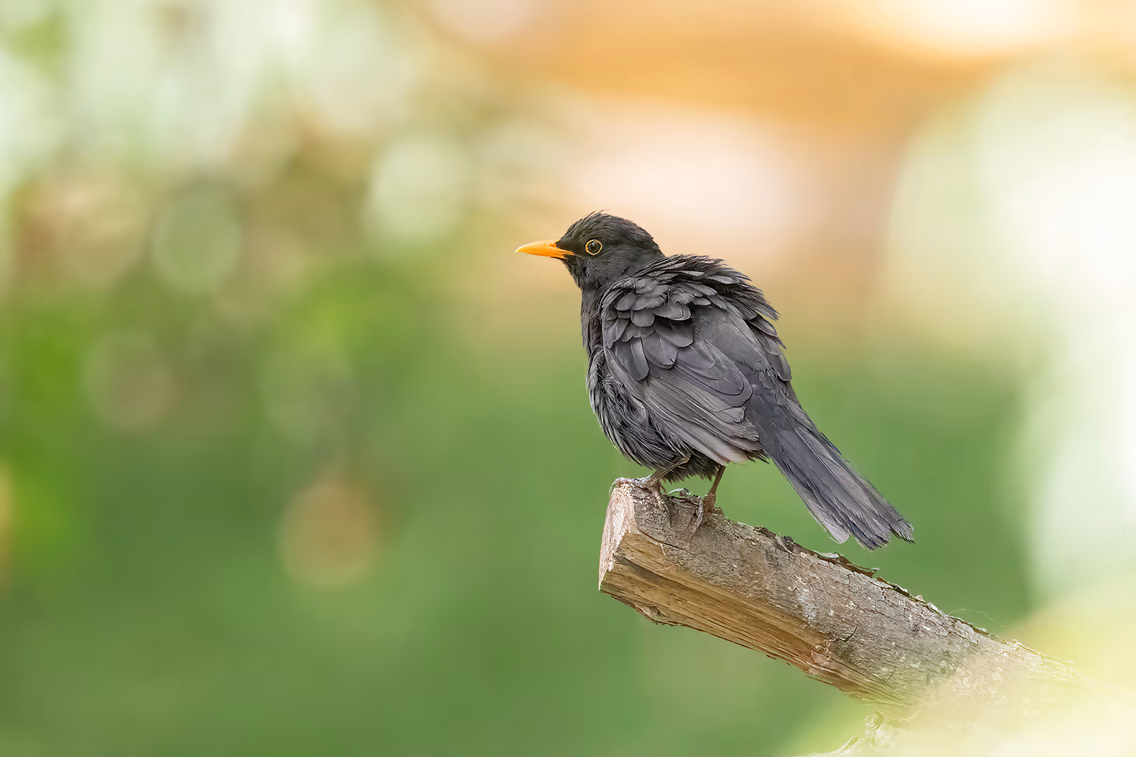 שחרור מנפח נוצות בעמדת תצפית