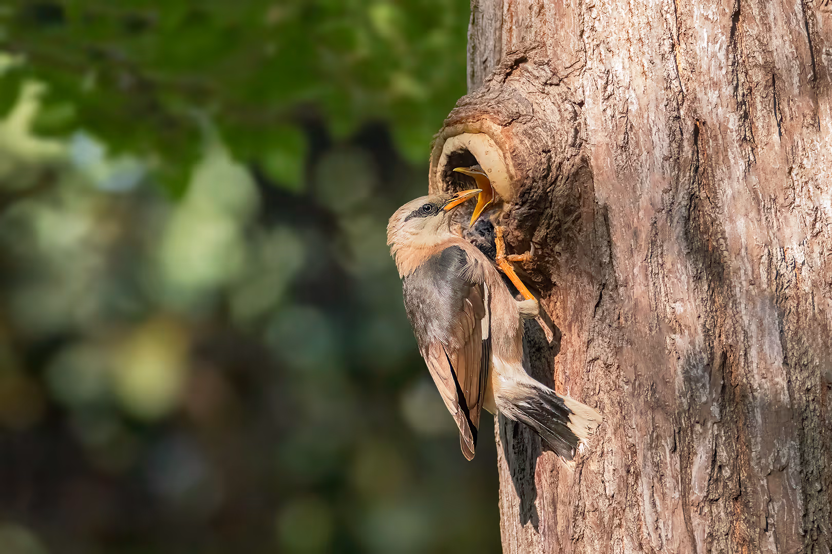 זרזיר בורמזי מאכיל גוזל