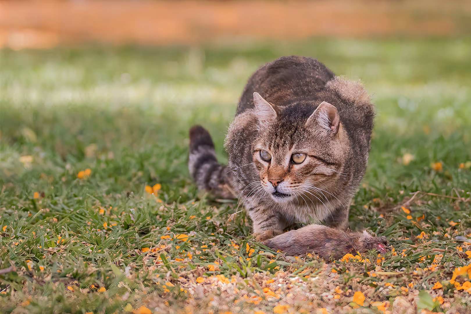 חתול בית צד חולדה