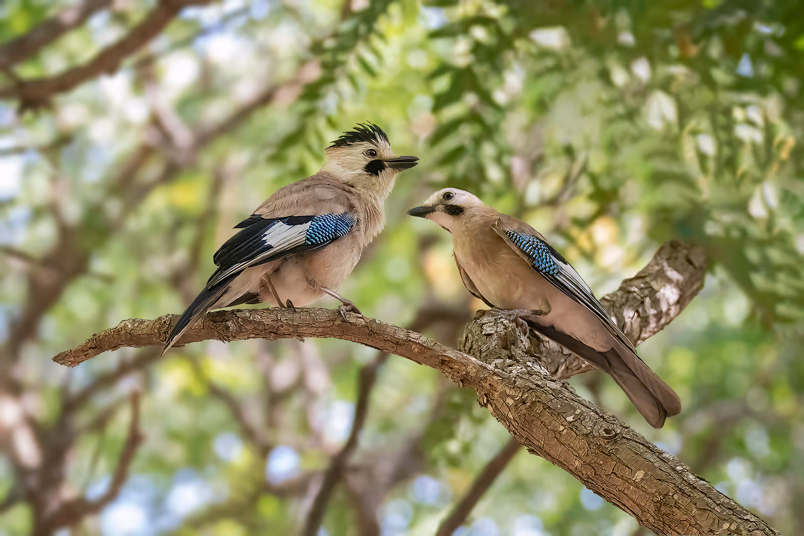 זוג עורבנים שחורי כיפה