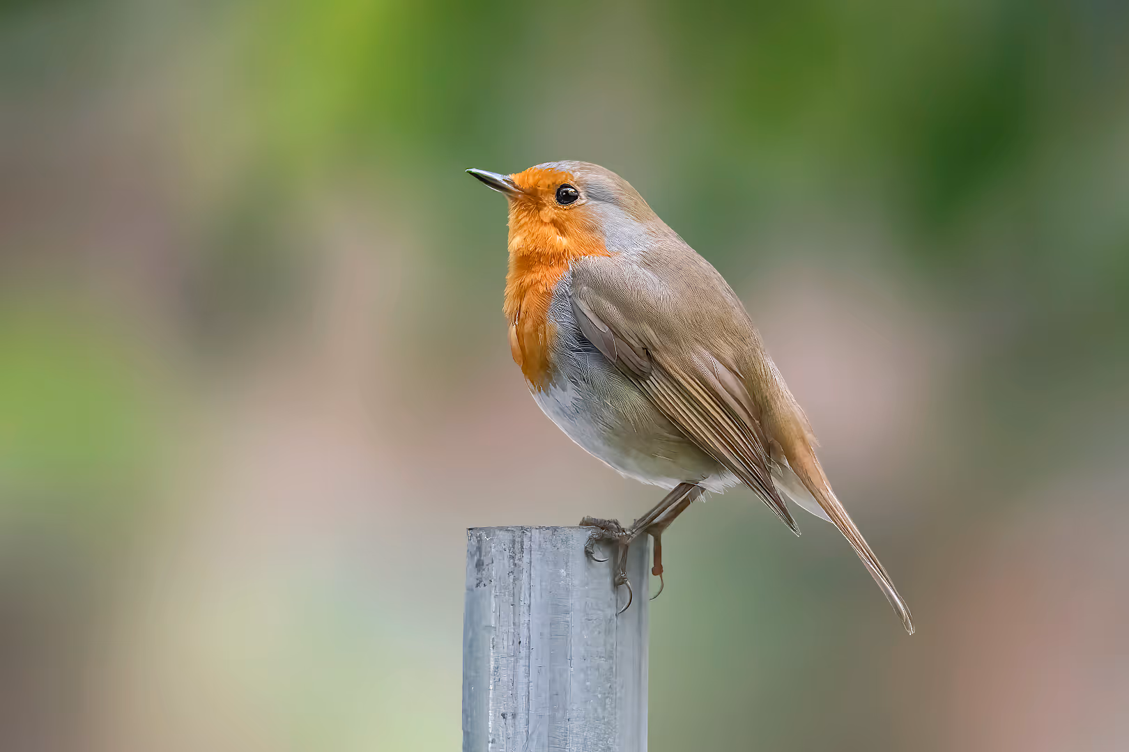 אדום חזה על עמוד