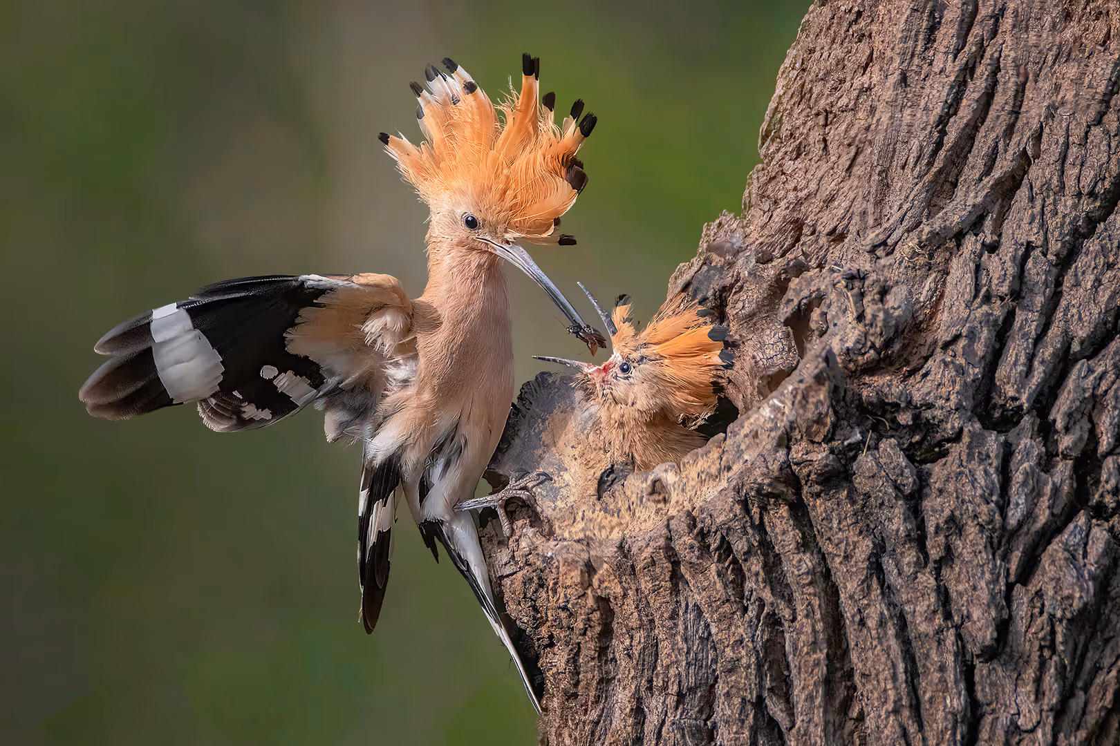 דוכיפת מאכיל גוזל בקן