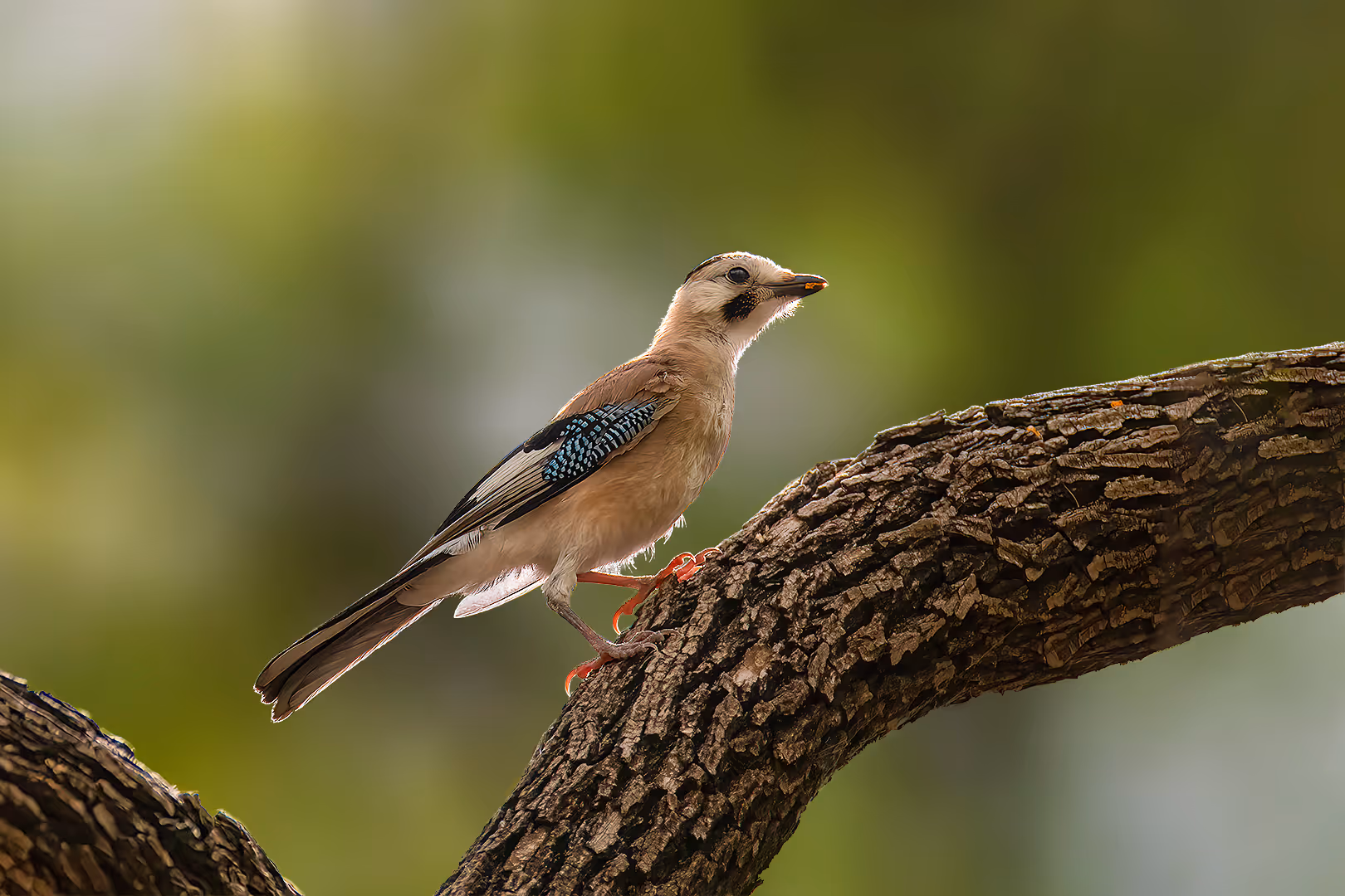 עורבני שחור כיפה בתאורה אחורית