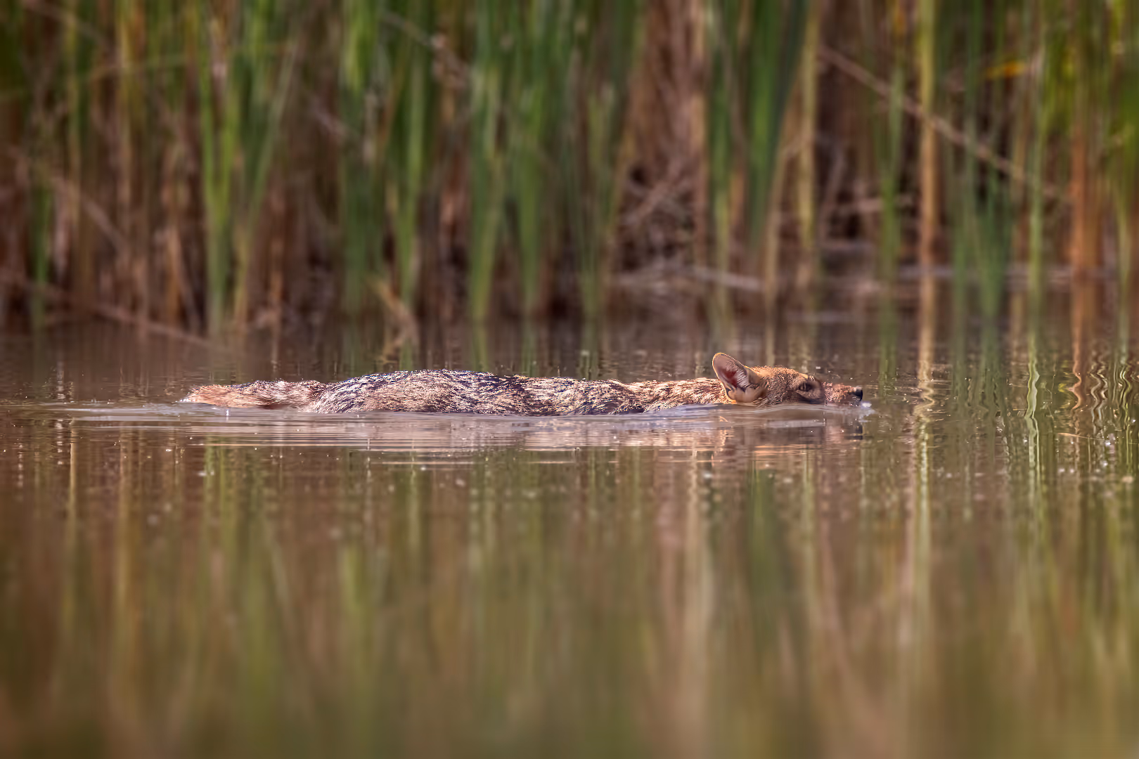 תן זהוב שוחה במים