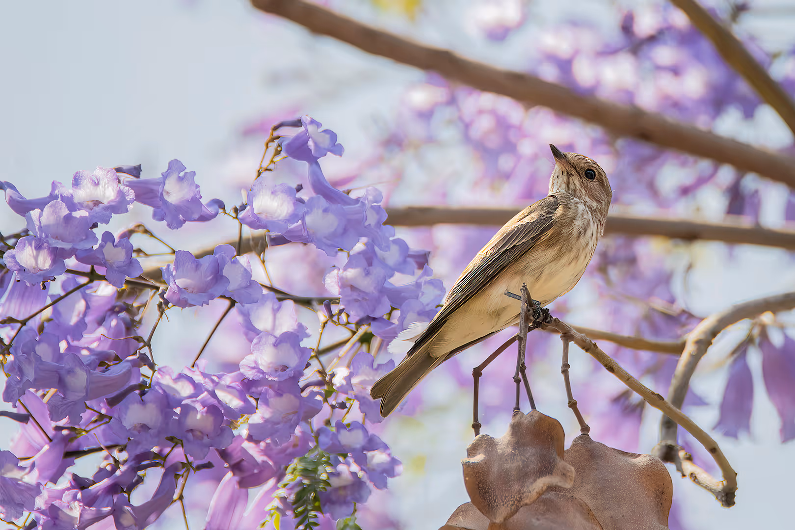 חטפית אפורה על סיגלון