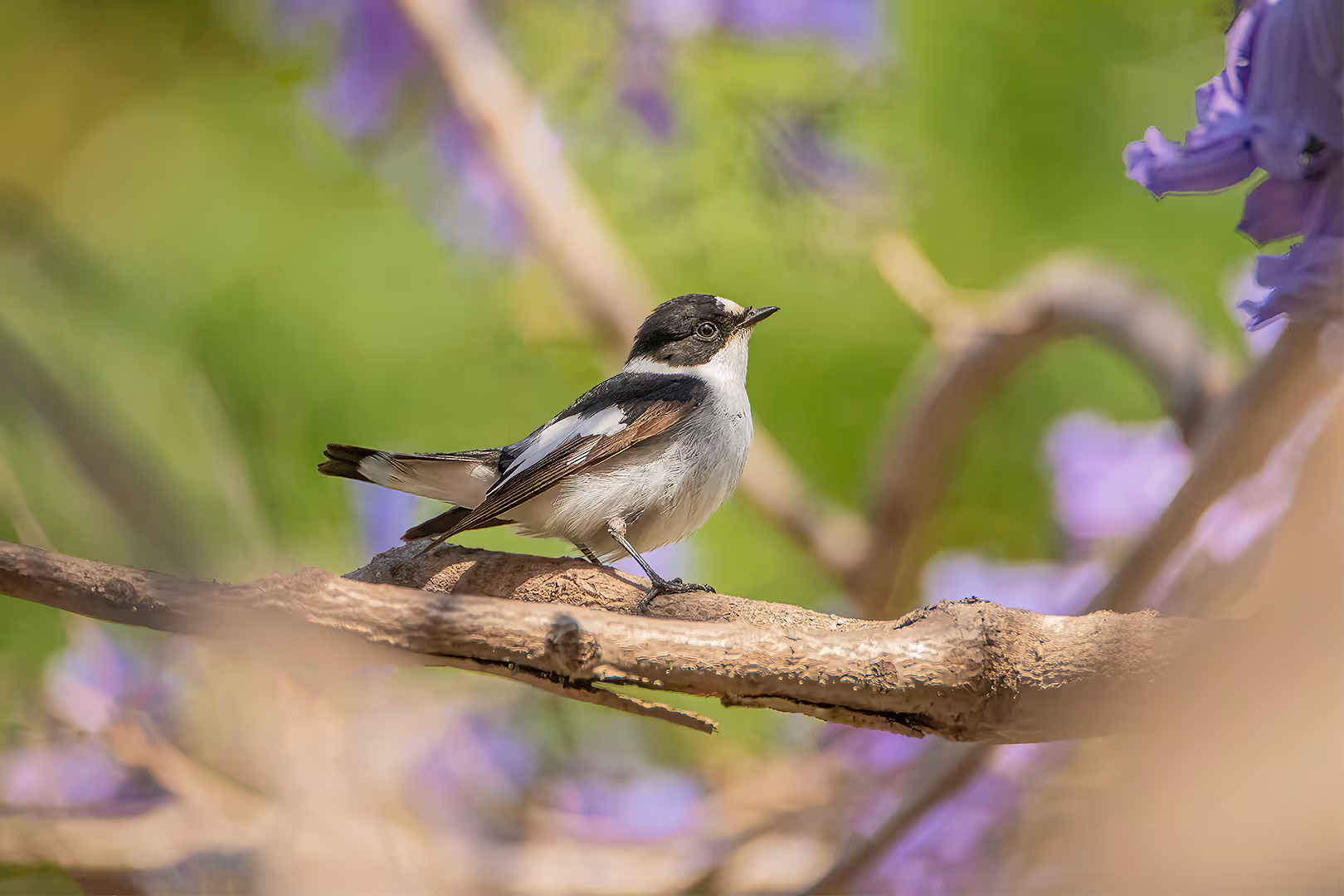 חטפית לבנת עורף על סיגלון