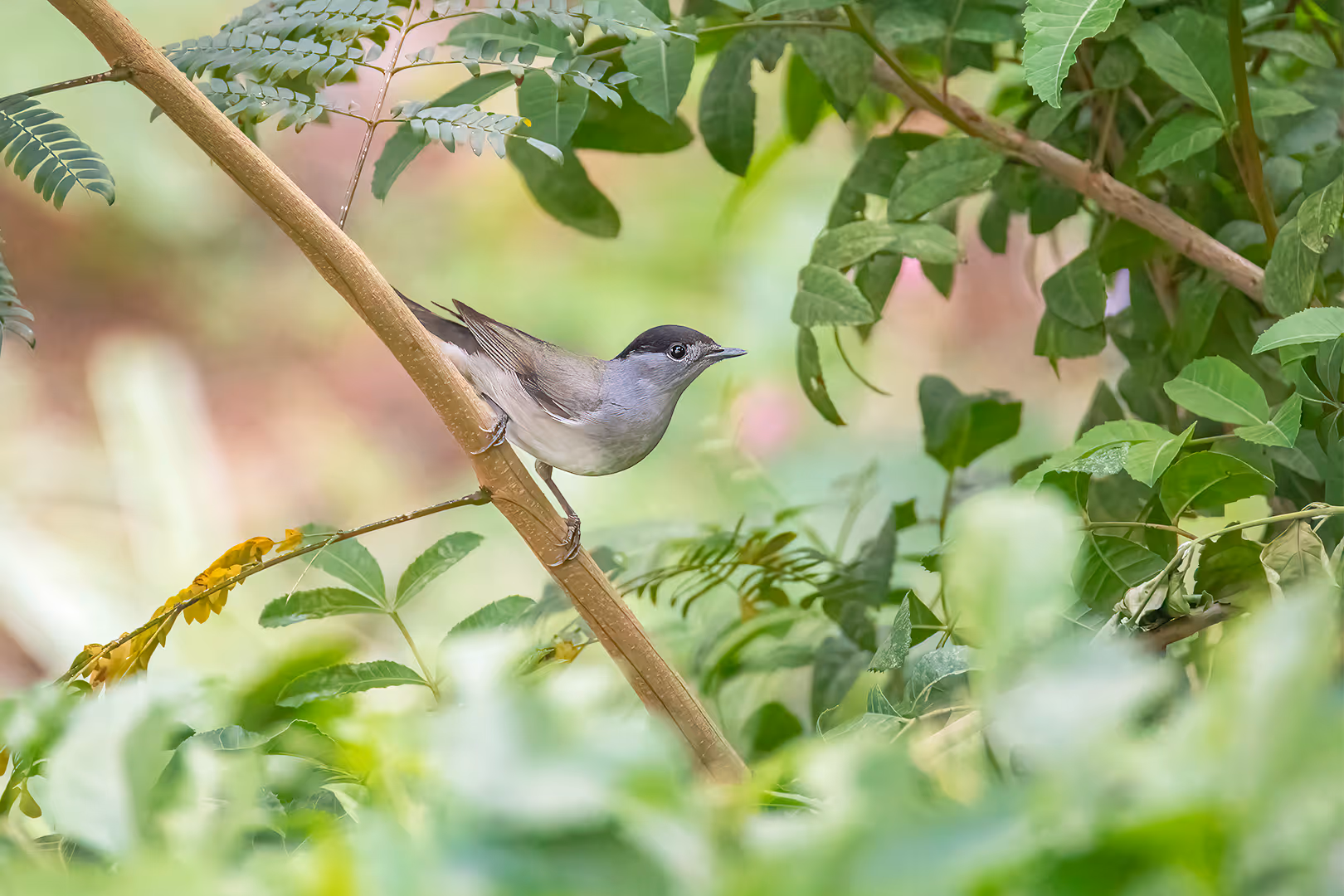 סבכי שחור כיפה על ענף
