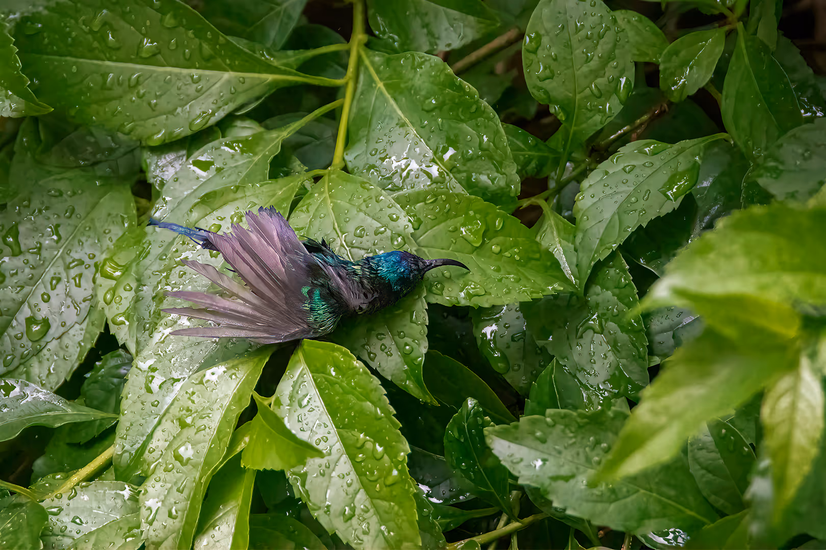 צופית בוהקת מתרחצת בטיפות מים