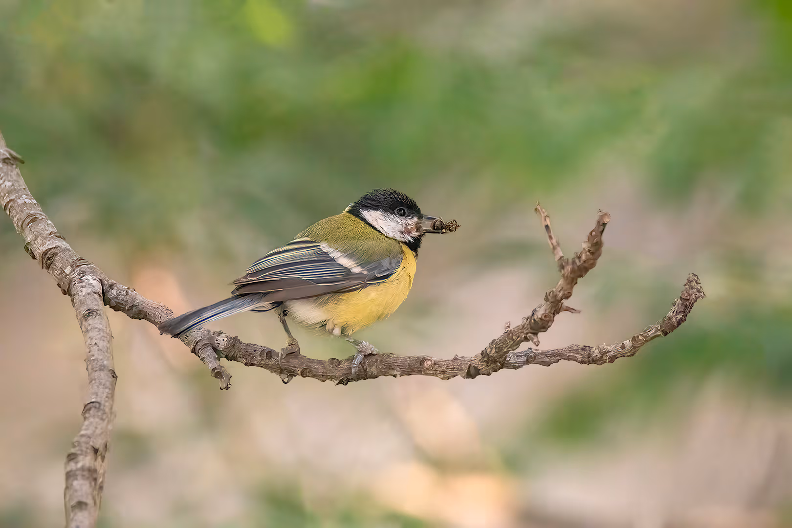 ירגזי מצוי עם עכביש