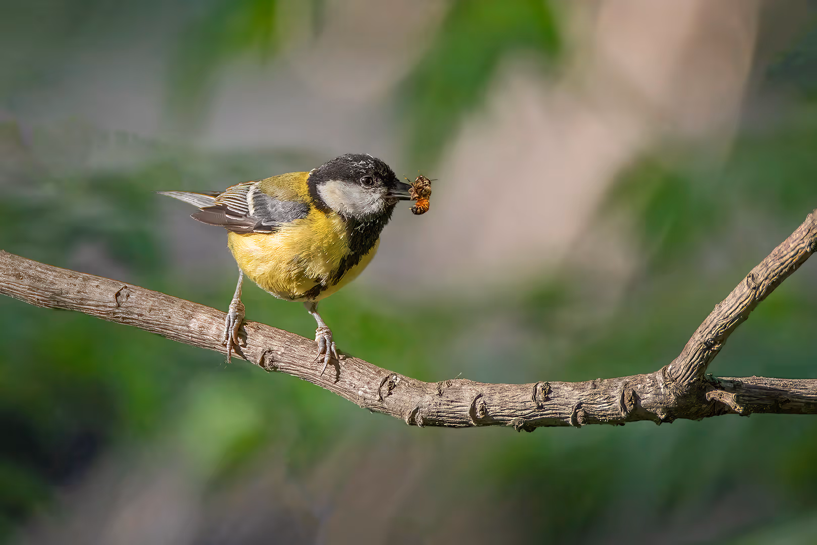 ירגזי מצוי עם דבורה