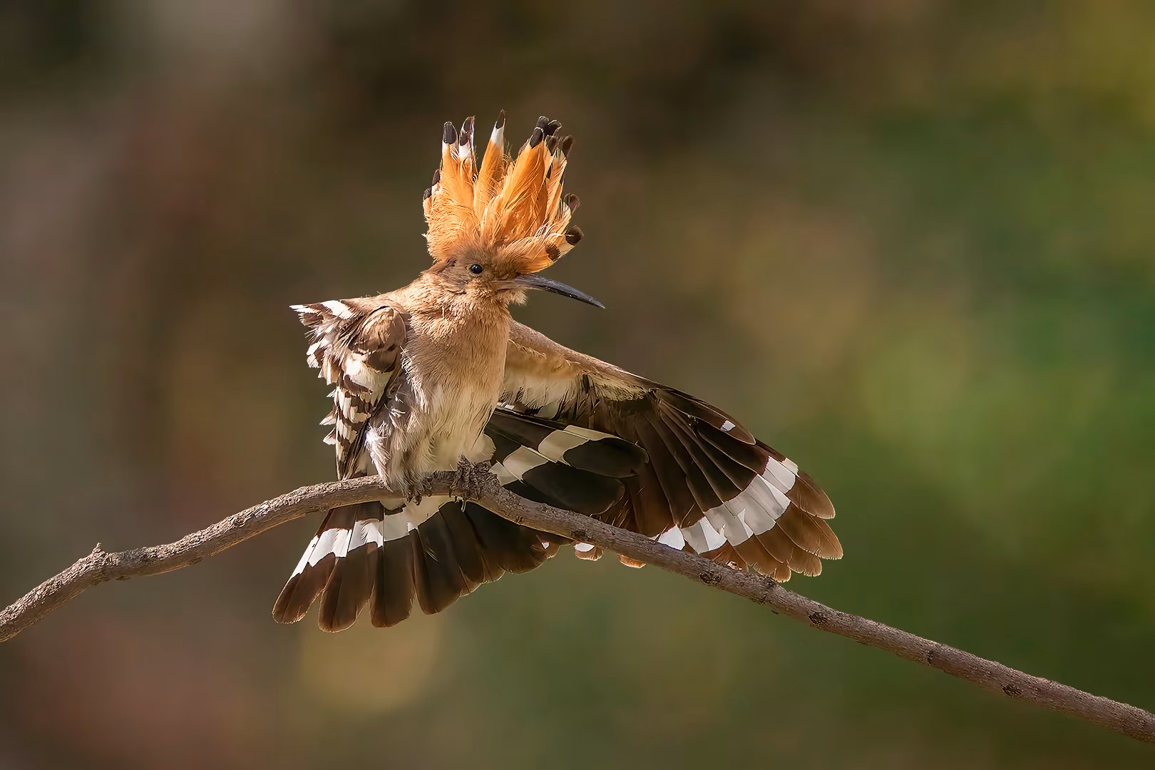 דוכיפת מותח כנף וזנב