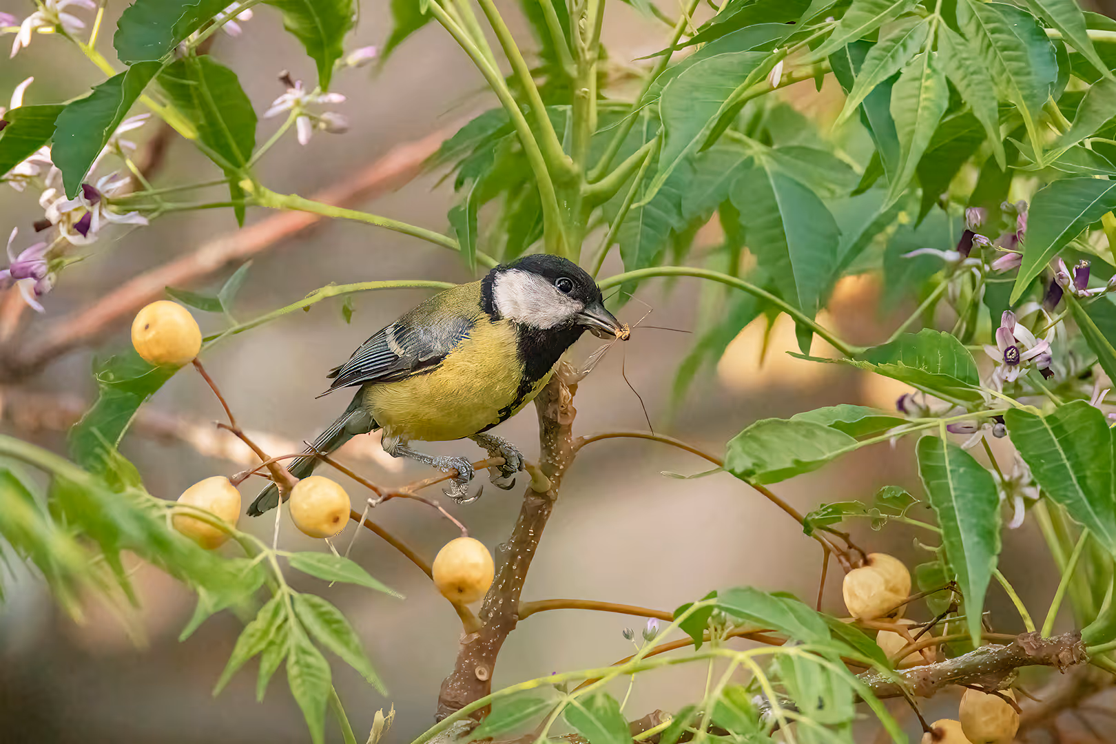 ירגזי מצוי עם זבוב טיפולה