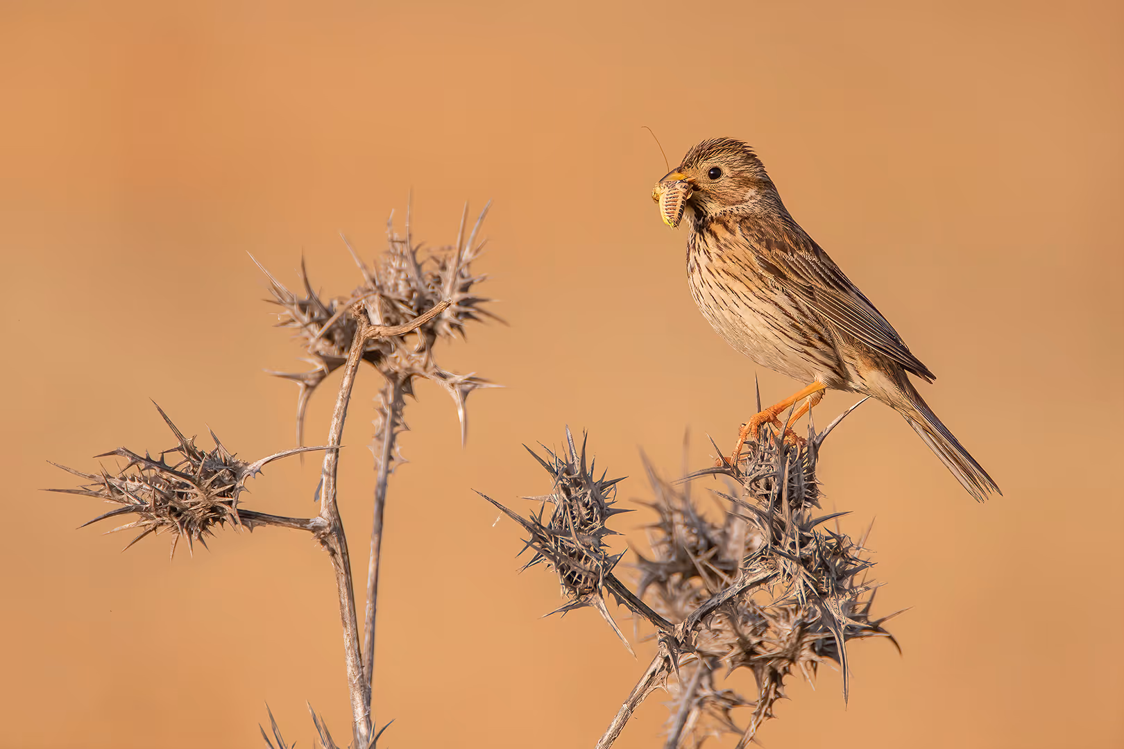 גיבתון עפרוני עם חרק