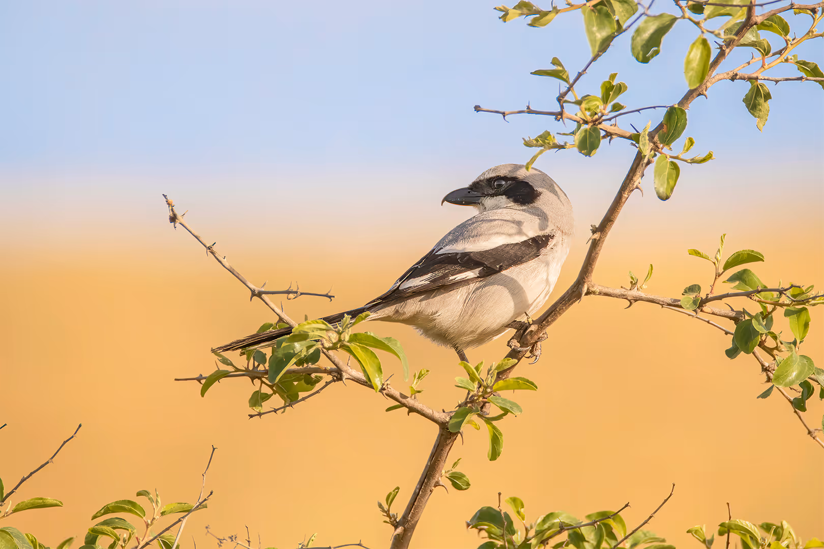 חנקן גדול על ענף