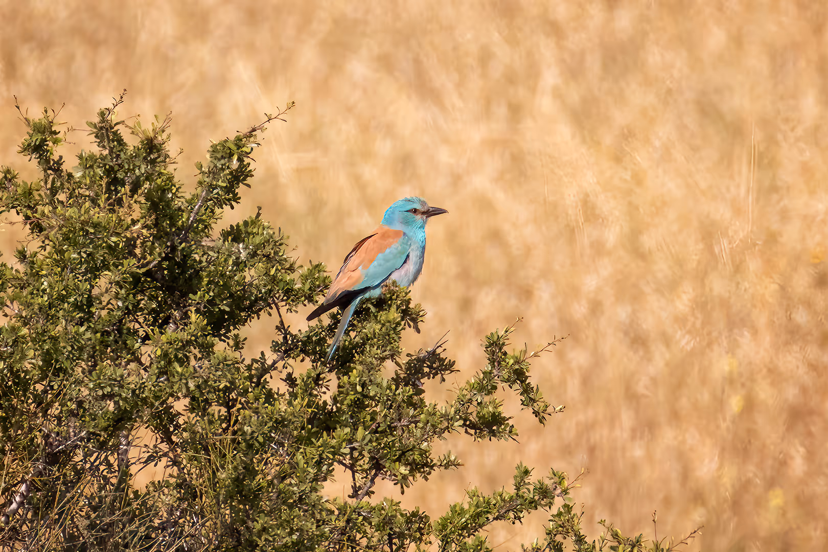 כחל מצוי על שיח