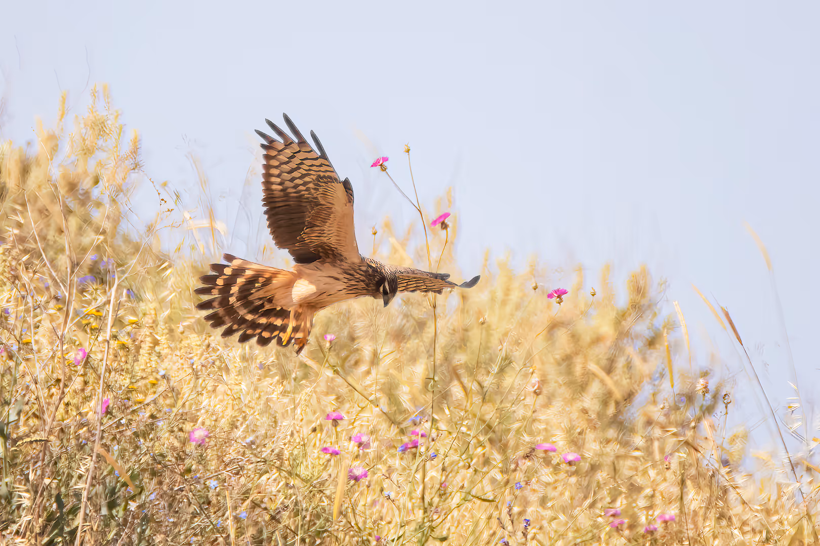 זרון פס מעל שדה פרחים