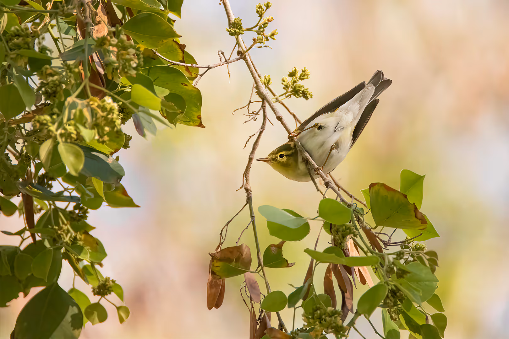 עלווית ירוקה על ענף