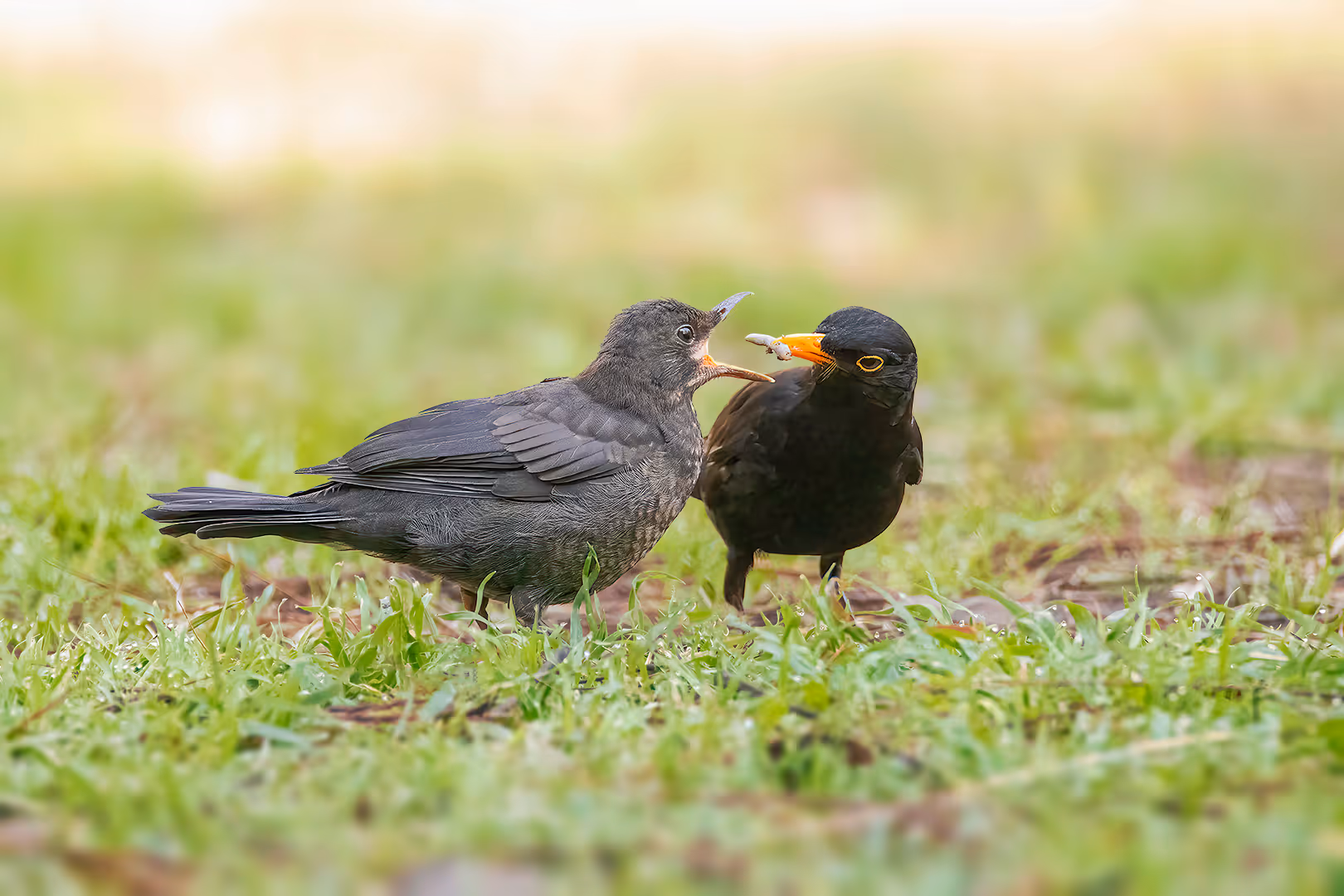 שחרור מאכיל פרחון