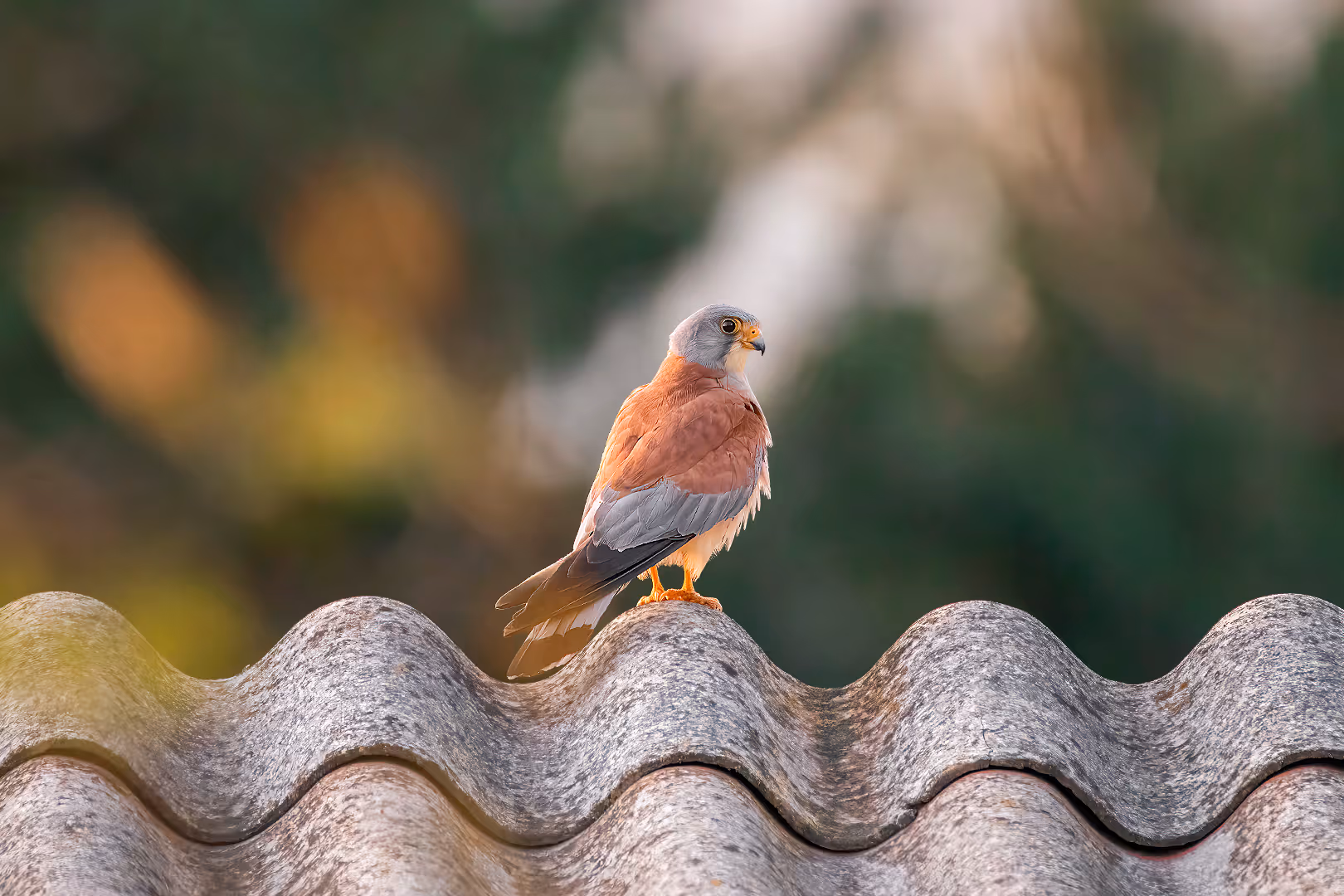 בז אדום על גג בקיבוץ