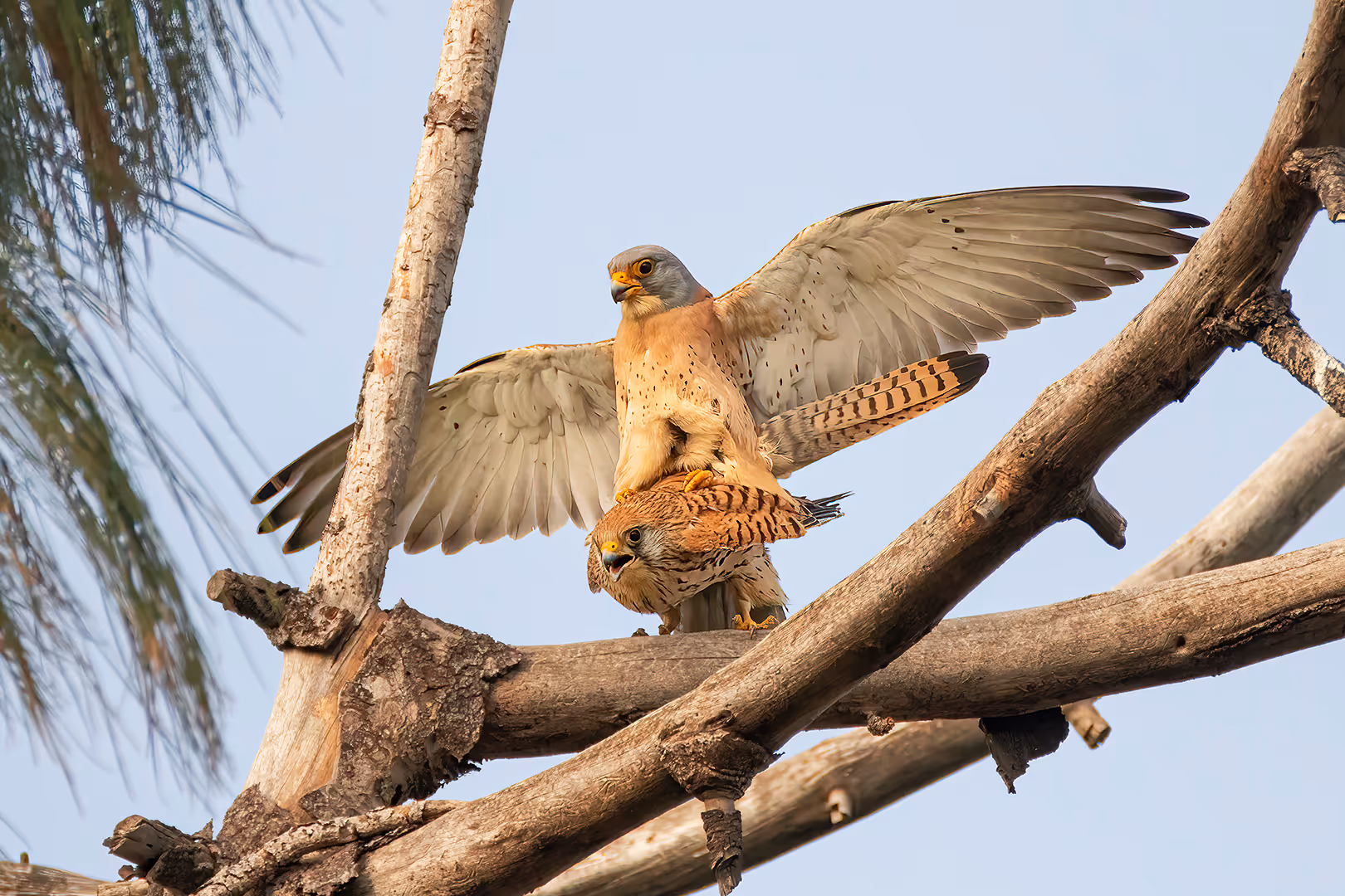 בז אדום בהזדווגות
