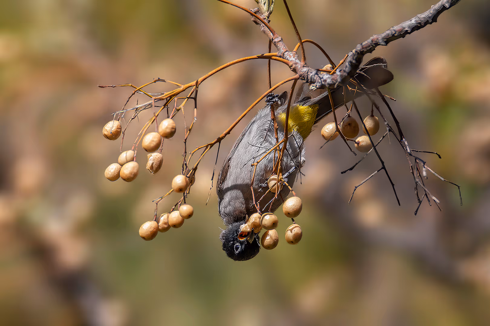 בולבול הפוך אוכל את פרי האזדרכת