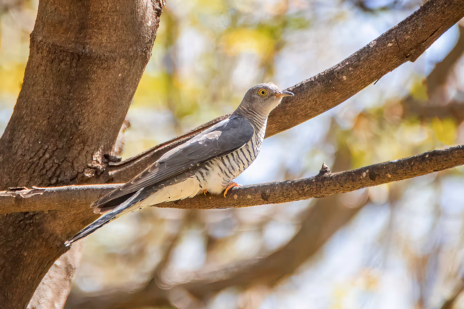 קוקייה אירופית על ענף