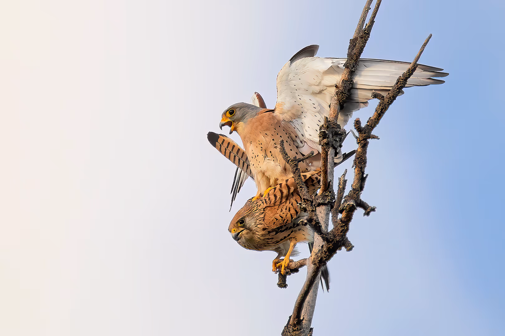 בז אדום בהזדווגות